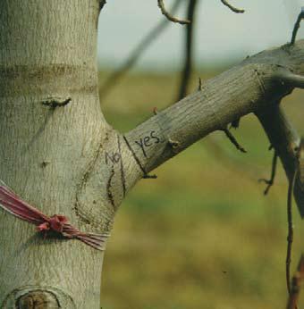 Branch bark ridge Begin cut at abrupt turn End cut at edge of collar trunk k A