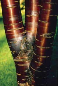Reduce branches with included bark to slow their growth until you are ready to remove them.
