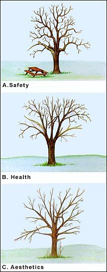 Reasons For Pruning The main reasons for pruning ornamental and shade trees include safety, health, and aesthetics.