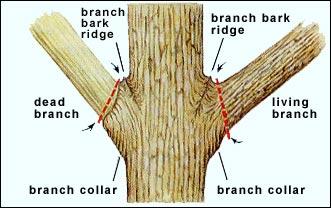 Pruning living branches To find the proper place to cut a branch, look for the branch collar that grows from the stem tissue at the underside of the base of the branch (Fig. 6A).