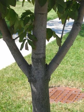 Pruning Time Line Two years - all branches will eventually be removed on trees less than 4" caliper - do not remove more than 40% of live foliage - shorten or remove all competing leaders (may have