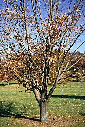 Design a Plan for Training Shade Trees Establish and maintain a dominant leader by subordinating all but one codominant stem. Space main scaffold limbs apart by removing or shortening nearby branches.