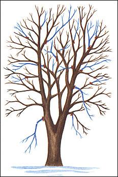Crown thinning - branches to be removed are shaded in blue; pruning cuts should be made at the red