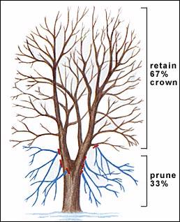 Pruning Techniques Crown raising: removes the lower branches from a tree in