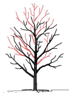 Pruning Techniques Crown reduction: removes the upper branches from a tree in order to reduce the height