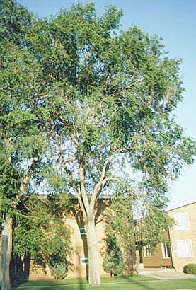 Reducing Competing Leaders The Siberian elm is known to break in storms.