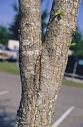 Bark Inclusion = Weak Link This weak attachment is likely to split in the future. Preventive pruning now can prevent this from happening.