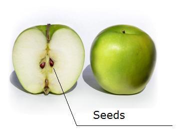 Seeds Plants also grow seeds that will grow to become new plants. There are many kinds of seeds.
