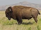 American Bison Saved by protected rearing Ø 40 million bison reduced to 541 in 1800s.