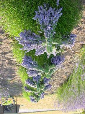 The best time to take cuttings from lavender plants is right after they have bloomed. Take cuttings from stems with no flower buds on them.