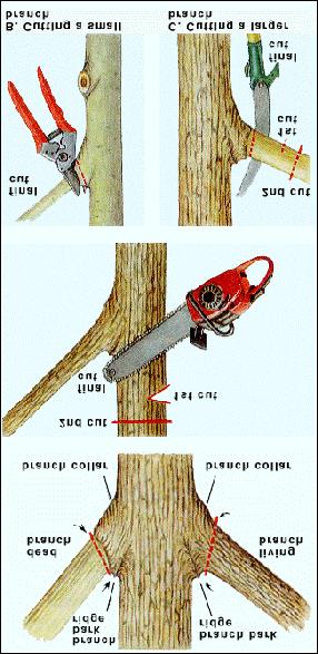 branch collar. This cut will prevent a falling branch from tearing the stem tissue as it pulls away from the tree. 2.