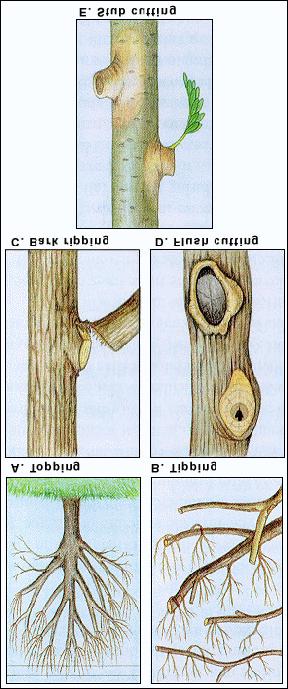 2. Begin the second cut inside the branch crotch, staying well above the branch bark ridge, and cut through the stem above the notch. 3.