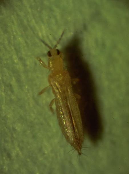 Thrips Description: small; single mandible; fringed wings Hide in folded areas of the plant Attacks: Damage: silvery streaks; transmit