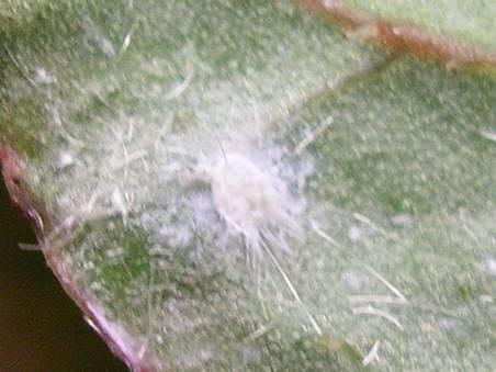 Whiteflies Small, whitish, waxy coating Remove sap, reduce