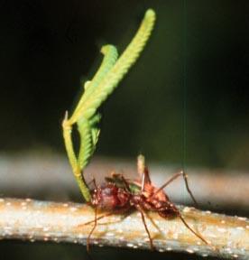 Texas Leaf-Cutting Ants Description: size varies; three pairs of spines on thorax & one