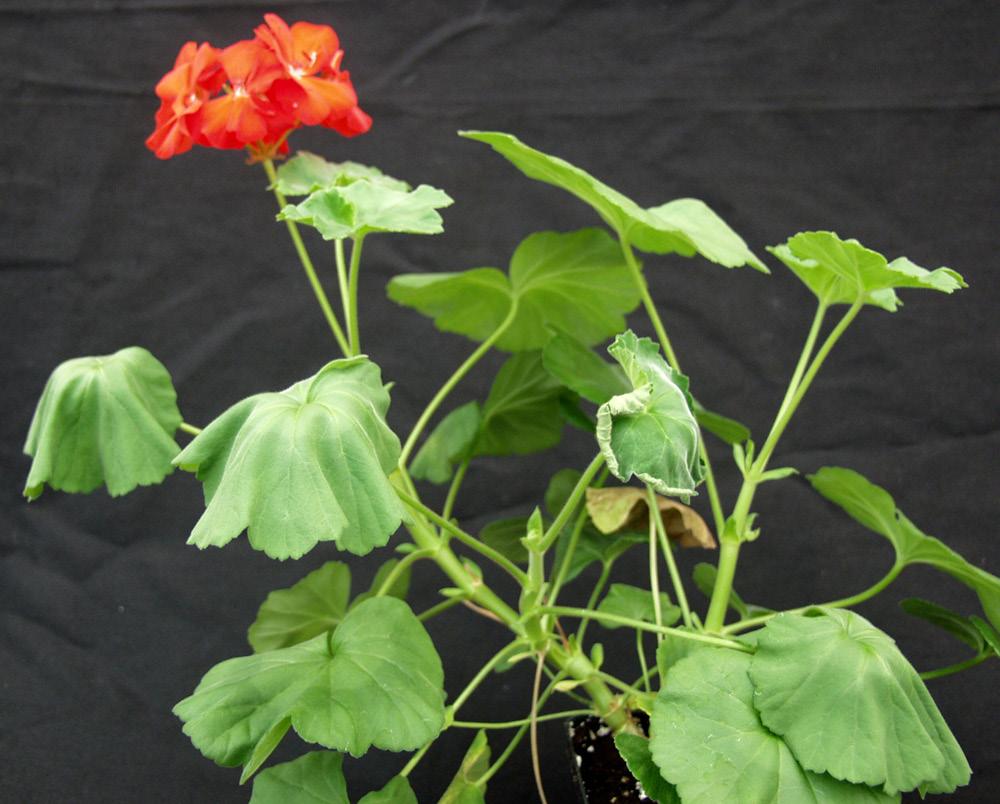 WILT AND VASCULAR SYMPTOMS Symptoms of southern wilt on geranium (Pelargonium spp.