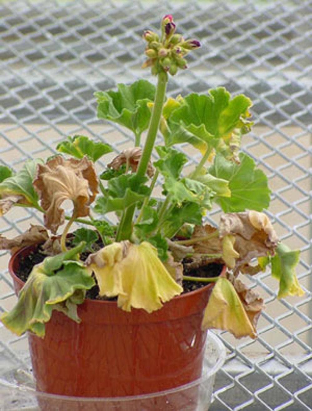 Risk Reduction and Disease Management The introduction and discovery of this pathogen in a geranium production facility could have serious financial consequences.