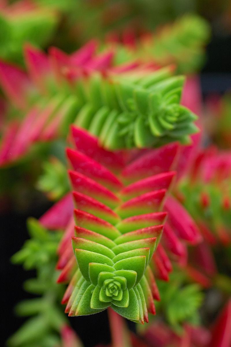 Found in many parts of the world, the better-known succulent crassula in cultivation come mainly from South