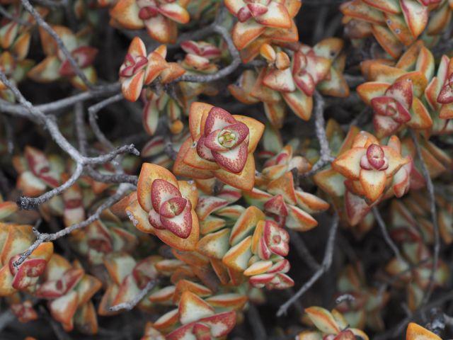 As with most succulents well-drained soils are an important requirement.