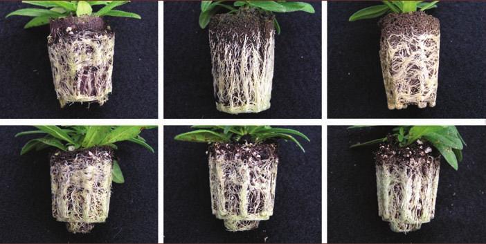 This shows representative liners rooted in six commercial media products evaluated 33 days after sticking calibrachoa cuttings. The top three photos show Ellepots (left) and two peat/polymer products.