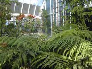 Ferns are some of Earth s oldest plants older than flowering plants and