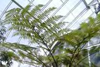 The leaves of ferns are called fronds.