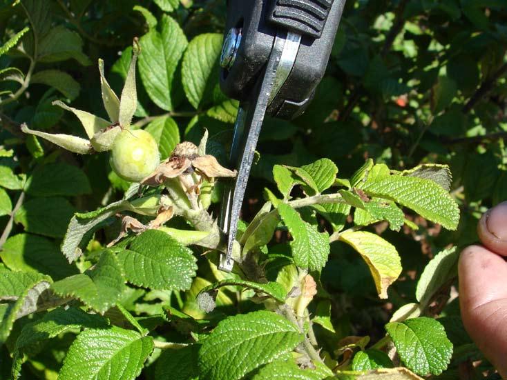 Rosa Rugosa Seed Pod Mid to Late Summer During bloom cycle, trim