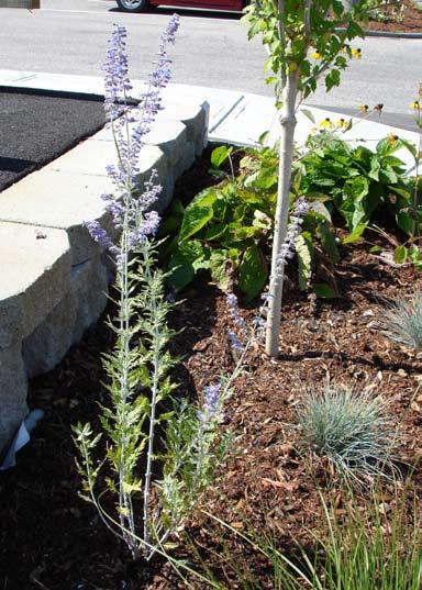 Russian Sage Mid Summer thru Early Fall Except for watering,