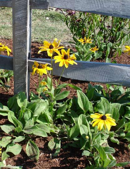 Black-Eyed Susan Summer During bloom cycle, trim faded