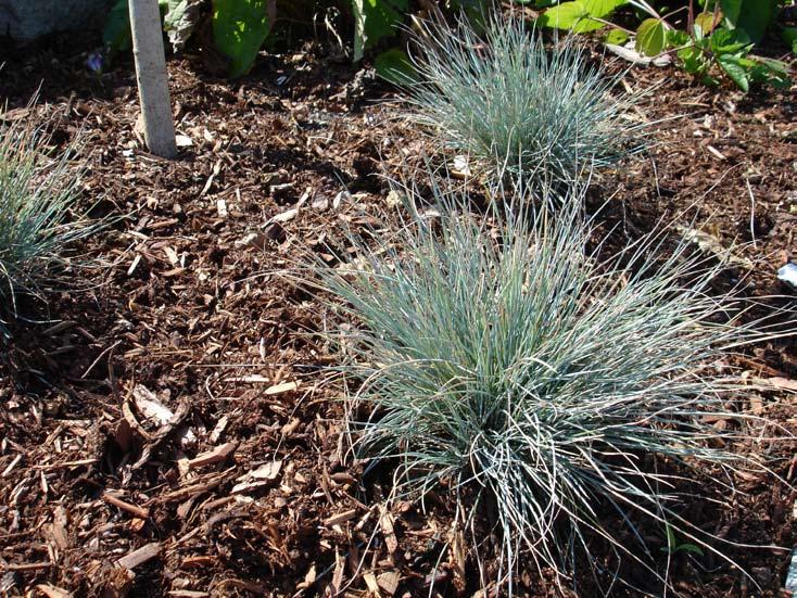 Blue Fescue Grass Summer Except for watering, no maintenance required.