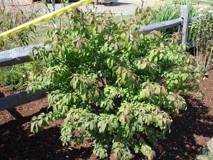 Burning Bush Fall Reveals Variations Of Red Foliage Except for watering, no maintenance required.