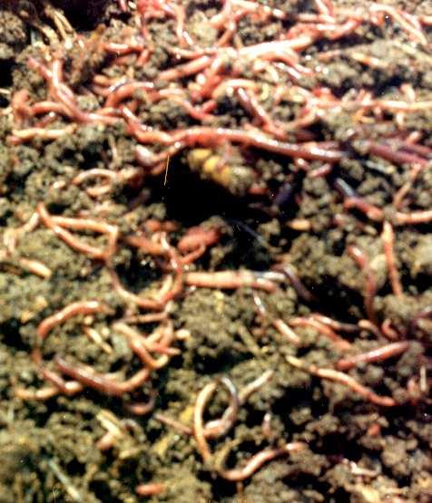 WEED UTILIZATION FOR VERMICOMPOSTING - SUCCESS STORY Introduction Of late, much emphasis has been paid globally on organic farming with large-scale use of organic manures and biofertilizers.