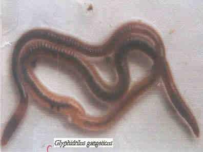 production Anyone of the following earthworm