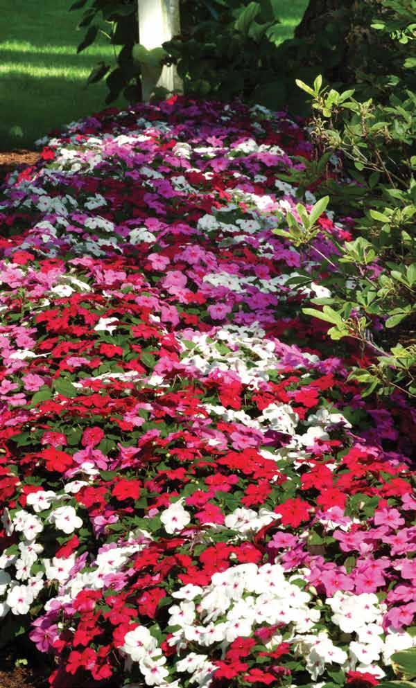 Dazzler An excellent landscape choice with large blooms across a wide color range. Dazzler fills in fast with masses of large, 1.5-in.