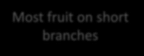no. of fruit bearing shoots 3.