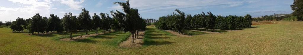 Planting Systems Trials Avocado Hass on 2 rootstocks Macadamia 2 varieties Mango 3 varieties Conventional Low density 9 x 5m 222 trees/ha 8 x 4m 312 trees/ha 8 x 6m