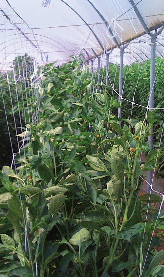 As the plants grow, add additional layers of Hotinova Trellis net to create layers of support.