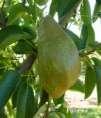 High Quality Cultivars Available for Breeding Within Each Pear Species New cultivar (interspecific) Cultivar breeding material High quality Pears often distantly