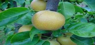 Several Large Fruited Pear Species are Compatible P. communis L.