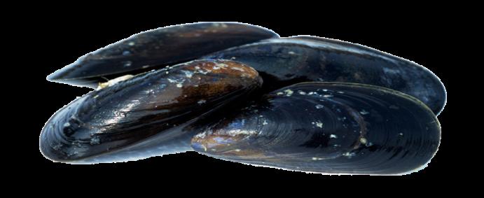 Case story: Mussel factory DK The Advansor CO2 solution was designed to provide: