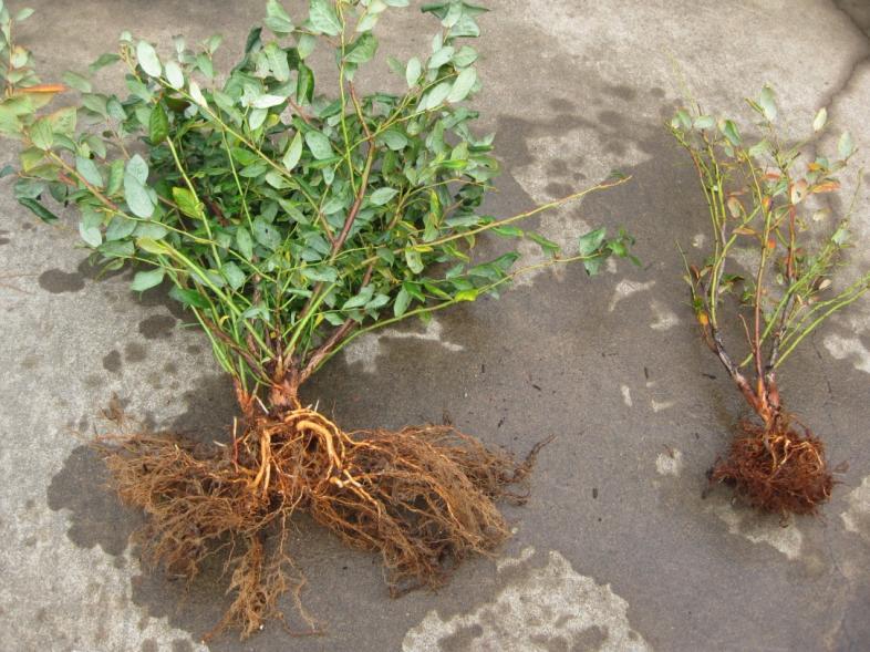 % Aerial mass reduction % Root mass reduction Root rot caused by Phytophthora cinnamomi decreases plant growth 90% 80% 70% 60% 50% 40% R² = 0.