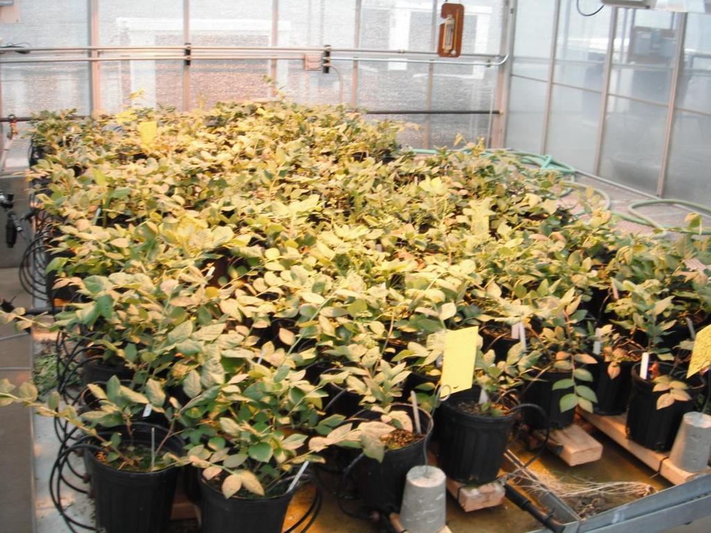 Phosphonate soil drench control Greenhouse Experiment Factorial including: Three composts: Tagro Potting Soil