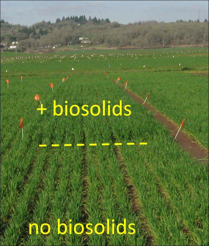 Fall pre-plant biosolids application increased vegetative growth