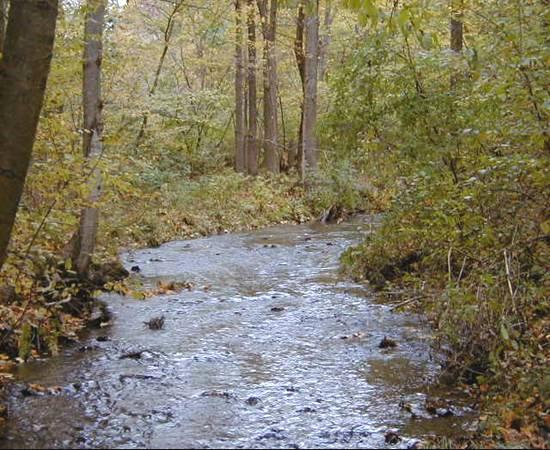 AVOIDING THE IMPACTS OF STORMWATER RUNOFF Preserve