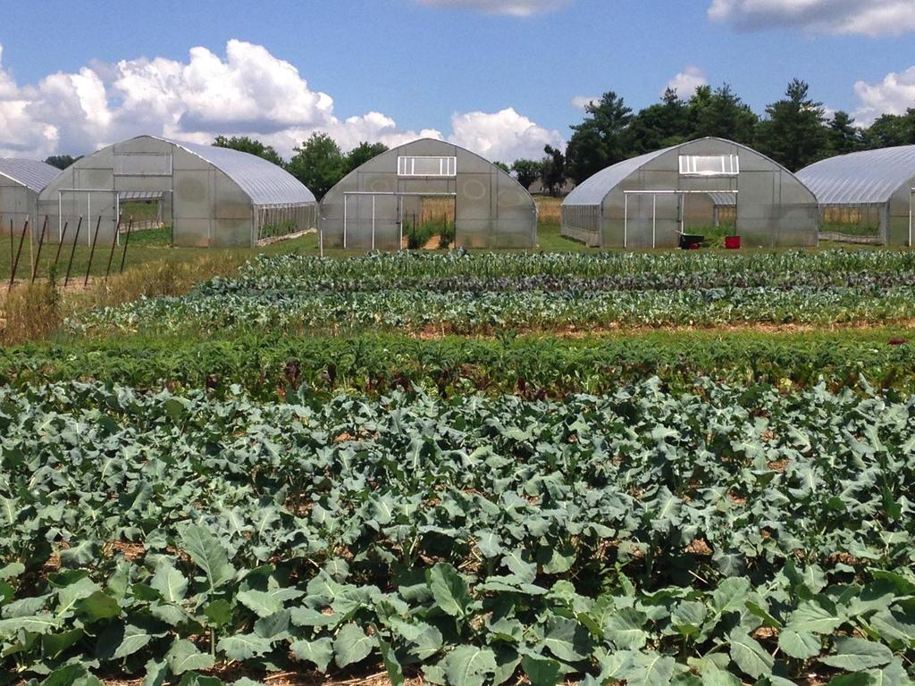 Making the Most of Your Vegetable Crops for