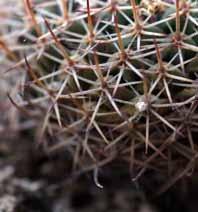 Cactus of the Month MAMMILLARIA STRAIGHT SPINES There are around 300 species of Mammillarias.