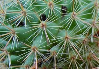 In their range you can find Mammillaria compressa Mammillarias from sea level to high elevations.
