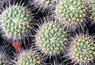 The name Mammillaria comes from the Latine for nipple, because the areolas (structures carrying the spines) are carried by nipple like