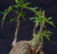 Since the caudex is the main attraction, these plants are propagated mostly by seeds since the cuttings, although they strike