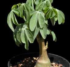 Adenia stenodactyla Cyphostemma is a member of the Vitaceae or grape family and used to belong to the genus Cissus.